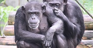 Do chimps who urinate together stay together?