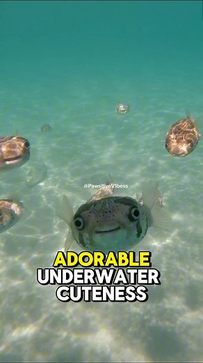 🐡✨ Cute Puffer Fish Spreads Positive Vibes – Instant Mood Booster! 🌊💛 🔥 "Watch This Adorable Puffer Fish Bring Smiles & Good Vibes – Pure Joy Guaranteed!" 🔥 Meet the cutest, happiest puffer fish on the internet! 🌟 This wholesome, uplifting video of a playful, balloon-like puffer fish swimming gracefully is the perfect dose of positivity you need today. 🥰 📌 Why You’ll LOVE This Video:✅ Instant Happiness: The puffer fish’s chubby cheeks & curious eyes will melt your heart!✅ Nature’s Therap