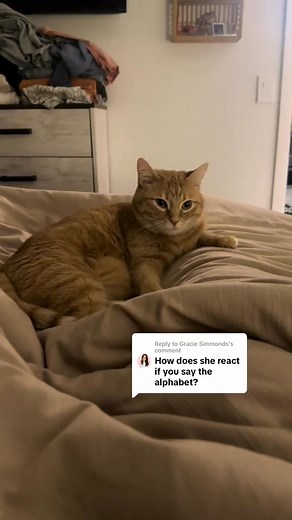 Replying to Gracie Simmonds I think she wants to sing along #orangecat #cat #fyp #meme | Brian Anthony
