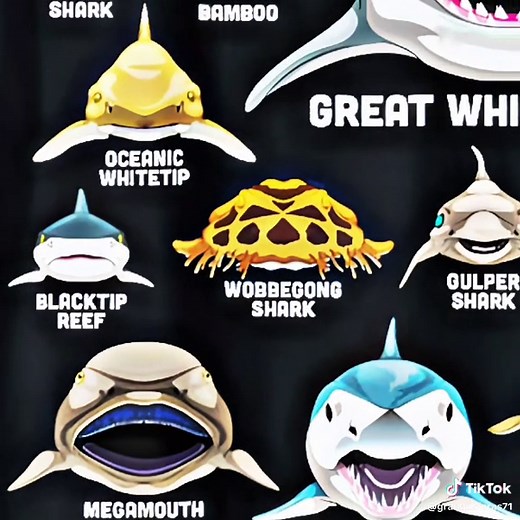 GRANDES FERAS no TikTok