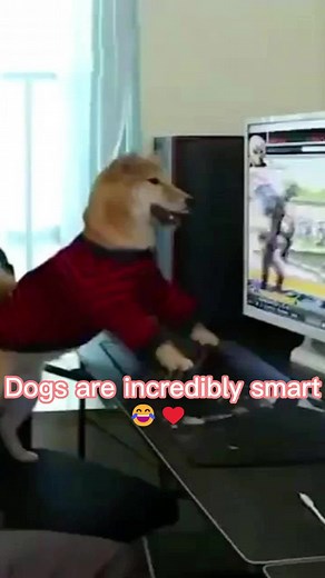 Incredibly Smart Golden Retriever Dog Playing Computer