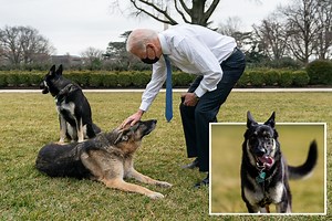 Biden's dogs 'will be allowed back to White House' after Major 'bit guard'