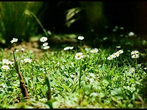 A Course in Miracles (ACIM) Workbook: Lesson 15