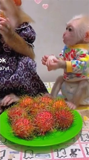 Monkey eating rambutan #trendingshorts