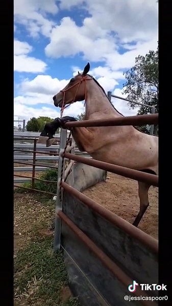 So true 😂 #angry #riskinglives #funny #mares #cowhorses #fyp #fypシ #truestory #badday
