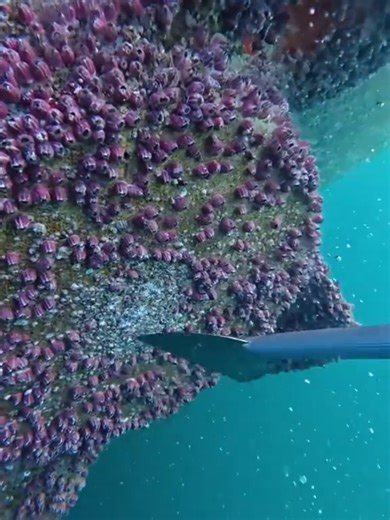 Dîner de Thanksgiving : Vote de famille et révélations