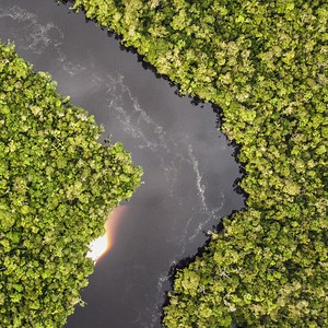 Leading Economists and Policymakers Push for Higher Integrity in Carbon Markets