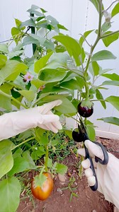 Pruning Indian Round Eggplants 🍆 helps boost airflow and improves fruit quality! 🌿✨ | Che Thompson