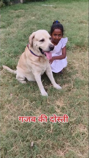 Very Cute Labrador Dog 🐕🐈