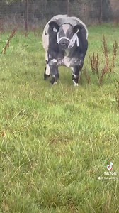 95K views · 1.4K reactions | Lot 581 for this weekend’s Carrick Pedigree Shows & Sales Winter Fair is this superb Imperial de l’Ecluse (S905) sired heifer calf from Johnnie McCloskey! Don’t forget to hang around for the last & biggest class of the day in Carrick on Sunday, the €2000 Dovea Genetics Sired Calf Bonanza as Ireland’s leading show calf producers go head to head with their Dovea Progeny for top spot! | Dovea Genetics | Facebook