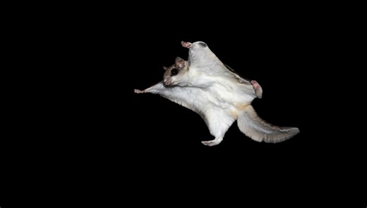 What Flying Animals Exist That Are Not Birds?