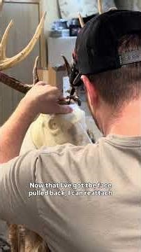 Remounting an old deer #taxidermy #howto #hunting #whitetail #behindthescenes