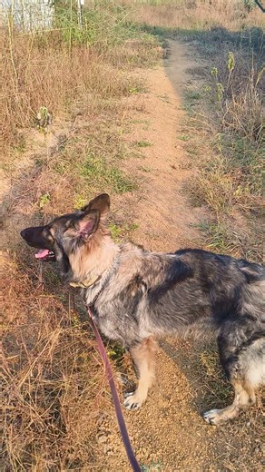 Dog Drying Time-lapse #dog #youtubeshorts #shorts