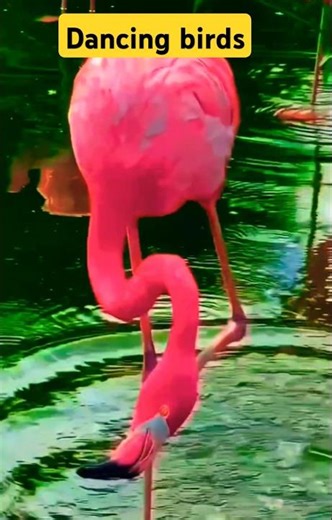 Dancing birds|Rare Birds| |Beautiful Birds| |Nature Wildlife|