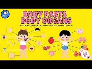 Learn All Body Parts and Body Organs for Kids | Kids education | kids learning video | 30mins