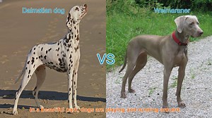 Dalmatian vs. Weimaraner: A Comparison of Two Athletic Dog Breeds