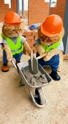 Funny Cat Videos: Construction Fails and Laughs