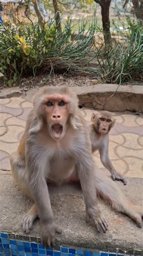 Funny monkey 🐒. #funnymonkey #monkey #trandingshorts #viral #trandingshorts