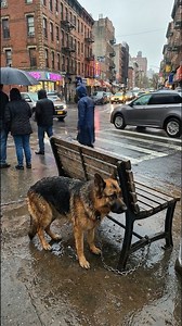 In the Cold , She Found a Puppy Trembling in Fear 😭🥺#dogs #pet #rescuedog #rescue #puppylove #fblifestyle | Feli Consu