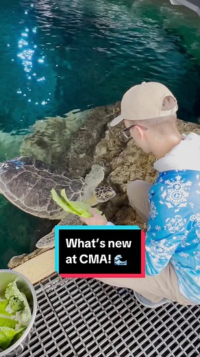 Come SEA what’s new at Clearwater Marine Aquarium! 🌊 | Aquarium