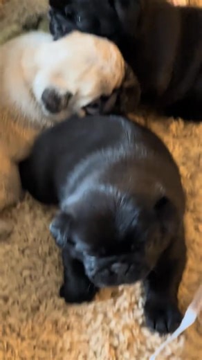 10K views · 462 reactions | The little pug kingdom 﫣﫠…….WOOF 凉笠 Pug puppies for adoption #pugloversv #pugs #PetLoversParadise #puglife #pug #dogs #petlovers #cutedogs #puglovers | Pug puppies for adoption | Facebook