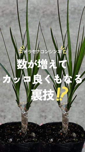 ドラセナコンシンネの剪定方法とコツ | 観葉植物の育て方