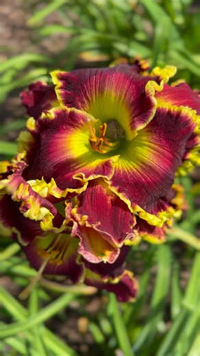 Velvet Volcano, our 2026 introduction, has officially been frog approved 🌋🐸🐸 Two blooms, two very happy tenants. Apparently the real luxury condos at Floyd Cove are deep burgundy with a chartreuse throat. We grow the daylilies… nature handles the reviews 😄 Velvet Volcano plant notes 🌋: This video was taken in September, and Velvet Volcano was still going strong. It reblooms all season and has been an absolute workhorse here. Easily pod fertile with so many seedlings from last year already g