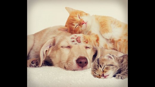 Cats vs. Dogs - Which pet is more affordable?