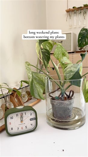No rush, just letting them drink 💦 #wateringplants #plantcare #timelapse