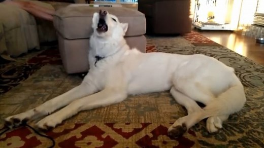 Fan des Daft Punk, ce chien chante Get Lucky