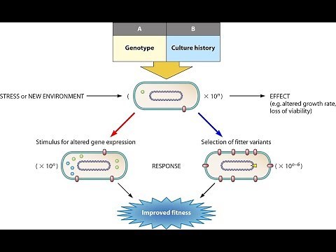 Microbiology of Bacterial Adaptation to Environment