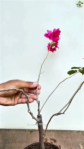 Bonsai Tree Care Tutorial [2026 Guide for Beginners]