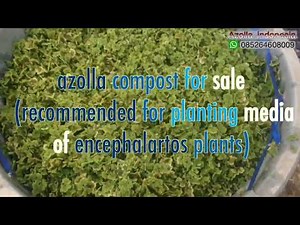 azolla compost (recommended for planting media of encephalartos plants)