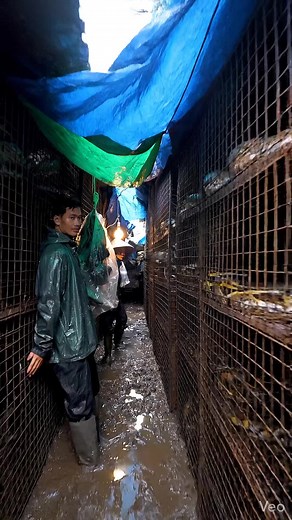 Exploring Serpent Alley: A Journey Among Snakes