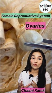 NEET 🩺 Female Reproductive System | NCERT 2026 | Human Reproduction Class 12 #biology