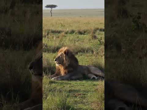 Maasai Mara sightings capture lions, cheetahs, leopards
