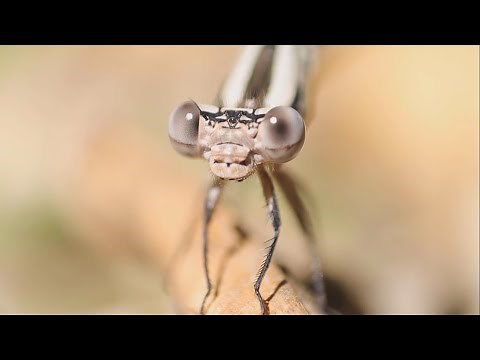 Crane Fly: Harmless or Deadly?