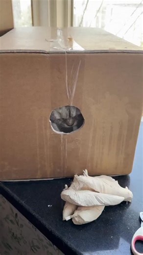 picpac | The post showcases a mesmerizing time-lapse video of artist Li Hongbo crafting expandable paper sculptures by manually layering and gluing... | Instagram