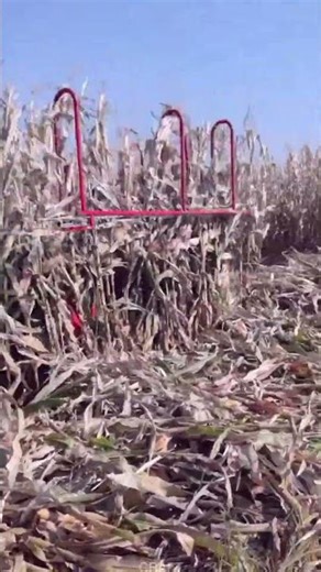 Insane Speed! Tractor Corn Stalk Harvest – Cut & Collect in Minutes!