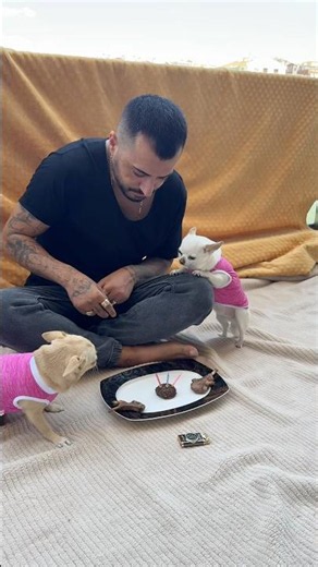 My best birthday celebration was the one I had with Princess and Hazelnut.The bee is uninvited…