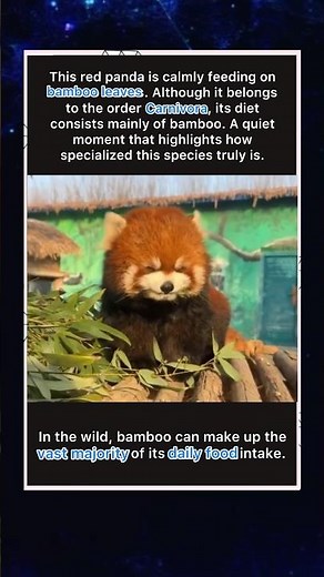 A Red Panda Enjoying His Bamboo 🌿