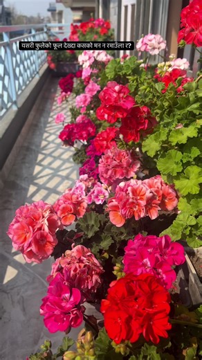 Stunning Geranium Collection for Balcony Gardens