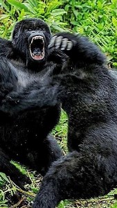 Real Kingkong Face 2 Face with Silverback Gorilla in Congo! Western Lowland Gorilla Lesio-Louna Preserve The Republic of the Congo For booking or inquiries Email: info@kisembosimbauganda.com What’s app: 256773286136 www.kisembosimbauganda.com #askmeaboutuganda #visituganda #creatingmemories #travelphotography #bwindiimpenetrableforest #gorilla #dianafossey. #mountaingorillas | Moses Kisembo