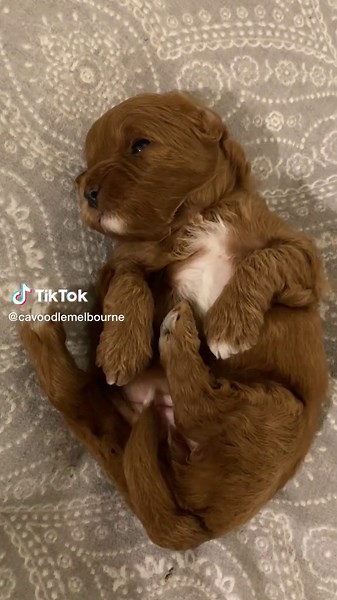 2 weeks to 8 weeks #cavoodlesoftiktok #cavoodlesofaustralia #cavapoo #puppylove #cavapoopuppy