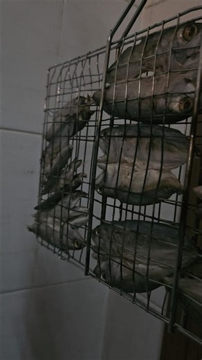 Effective way of fish drying #food #howtodriedfish #fishing