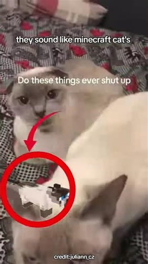 yapping cats #cat #catvideos #funny #catfunny #meme #memes #laugher #funnycatvideos