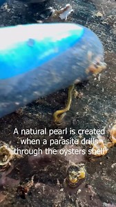 How pearls are actually made 👀 | Kamoka Pearls