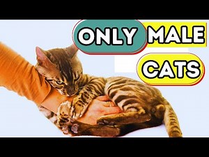 9 Super Weird Things Only MALE Cats Do for Their Owners | Explained
