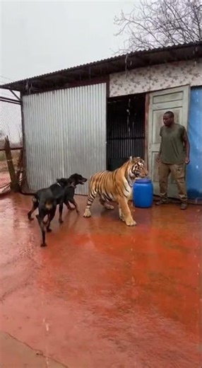 The Best Security System A Pack Of Loving And Brave Dogs