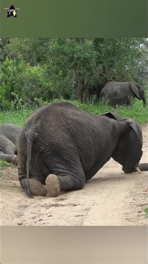 🐘 Elephant’s Crazy Tusk Trick! 😲